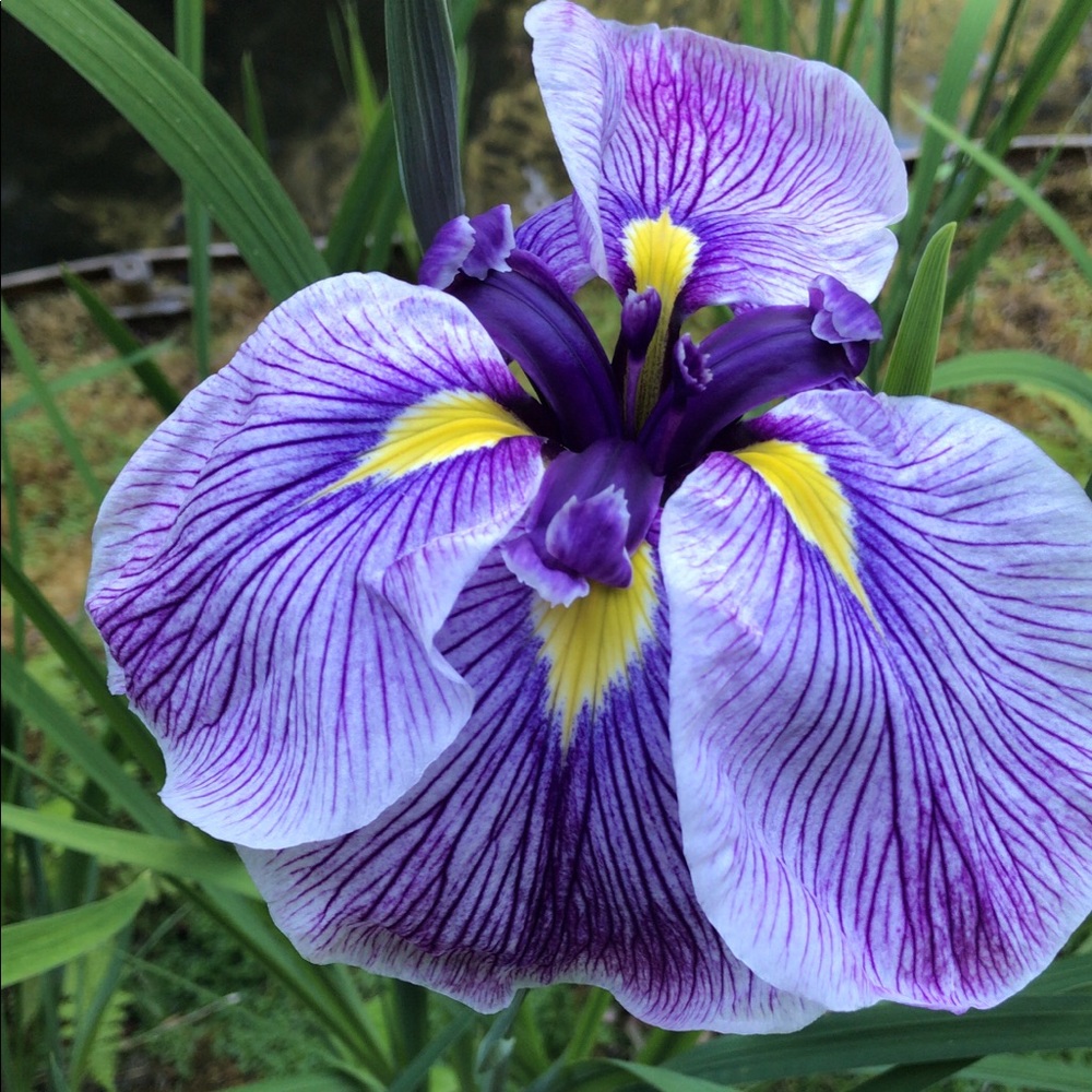 Meet your Posher, Erika